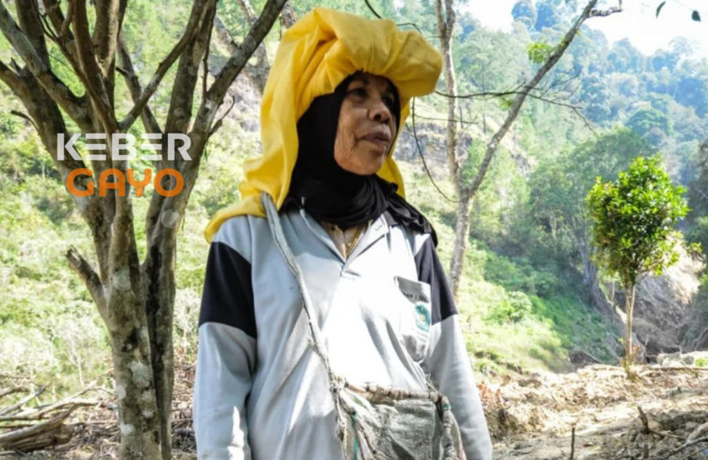 eorang petani di Desa Bebuli, Kecamatan Takengon, Aceh Tengah, harus menerima kenyataan pahit setelah kebun kopi miliknya hancur