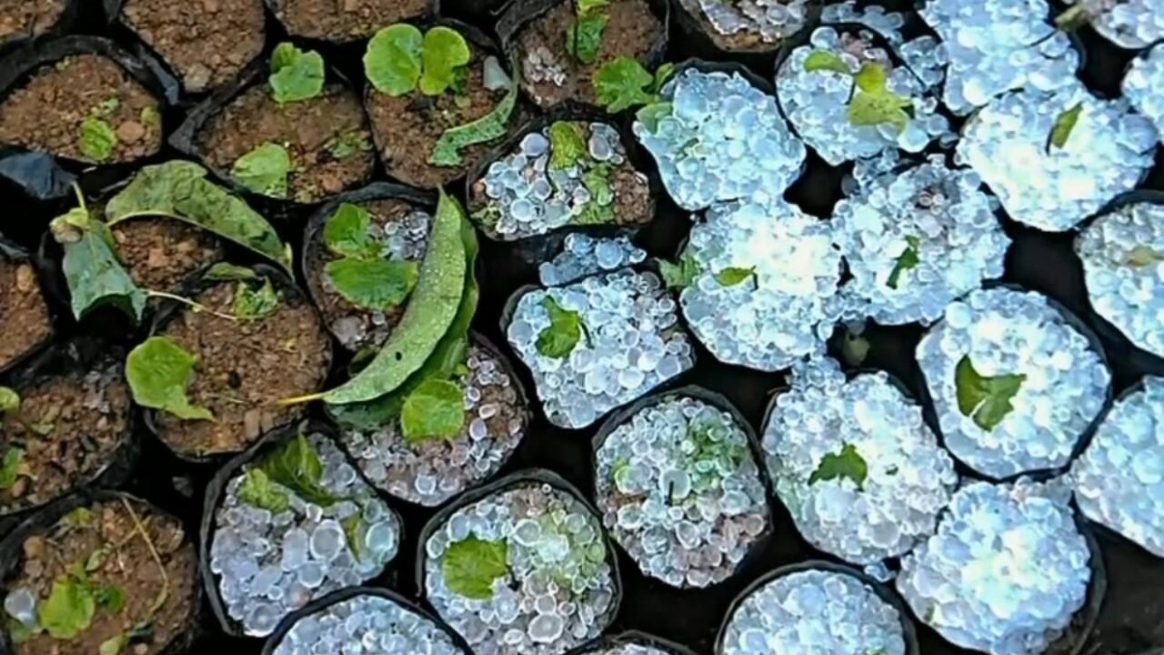 Hujan Es dan Angin Kencang Landa Atu Lintang, Sejumlah Lahan Pertanian Terdampak